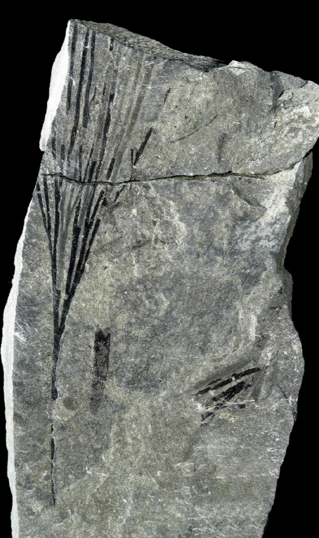 Jennifer McElwain (@jennifermcelwa3) on Twitter photo Can you infer the functioning of extinct plants? 🌿
We think you can! We have reviewed & ranked 30 functional traits of fossil plants in a Tansley Review...just out today <a href="/NewPhyt/">New Phytologist</a>
nph.onlinelibrary.wiley.com/doi/full/10.11…
<a href="/TERRAFORM_H2020/">TERRAFORM</a> <a href="/nogue_sandra/">Sandra Nogué</a> <a href="/ERC_Research/">European Research Council (ERC)</a> Can you infer the functioning of extinct plants? 🌿
We think you can! We have reviewed & ranked 30 functional traits of fossil plants in a Tansley Review...just out today <a href="/NewPhyt/">New Phytologist</a>
nph.onlinelibrary.wiley.com/doi/full/10.11…
<a href="/TERRAFORM_H2020/">TERRAFORM</a> <a href="/nogue_sandra/">Sandra Nogué</a> <a href="/ERC_Research/">European Research Council (ERC)</a>