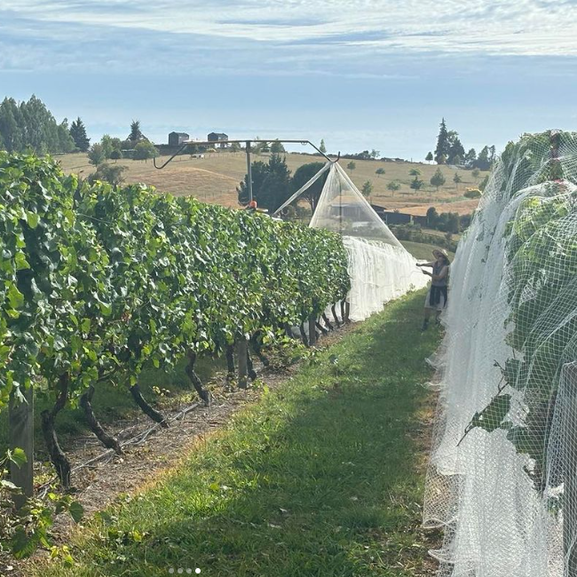 It’s almost harvest time in the Southern Hemisphere. At this time of year, birds are a serious threat, they are capable of destroying an entire crop of grapes as they ripen. To protect their precious grapes, the Anchorage Family Estate has been busy using netting. #vineyardupates