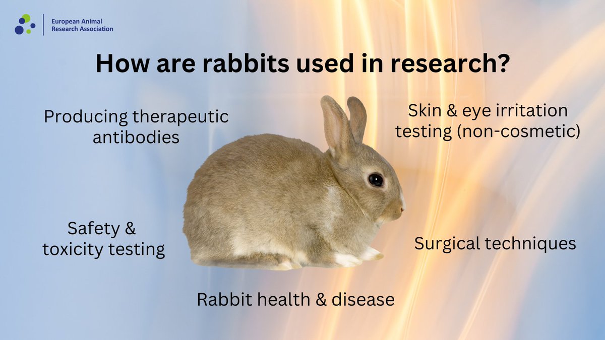 The_EARA's tweet photo. 🐰 Here are some of the main research areas that involve the use of #rabbits.
#AnimalResearch #RabbitResearch #BiomedicalResearch https://t.co/NzHoCBieXq