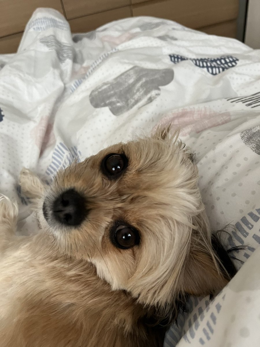 HGVWolfie's tweet image. We are their world. All we can ever do is let them know they’re our world too 🥰🥹 #happydoggo