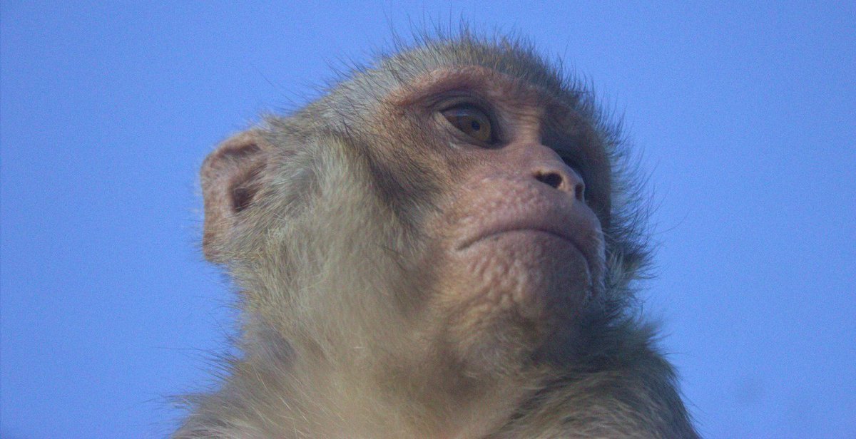 katatrepip's tweet photo. I'm excited to join the world of primatology and share my PhD project on the evolutionary genetics of primate behaviour! ->> https://t.co/9ulU5aWbuq 
Also please enjoy my close-up of an adolescent macaque from a preliminary study at Longleat Safari Park 
#evolution #ICL https://t.co/SoYQVzm87N