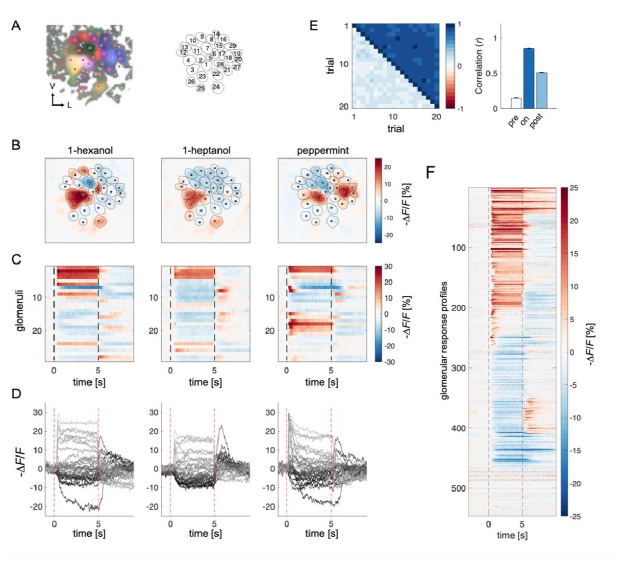 Martin Giurfa tweet media