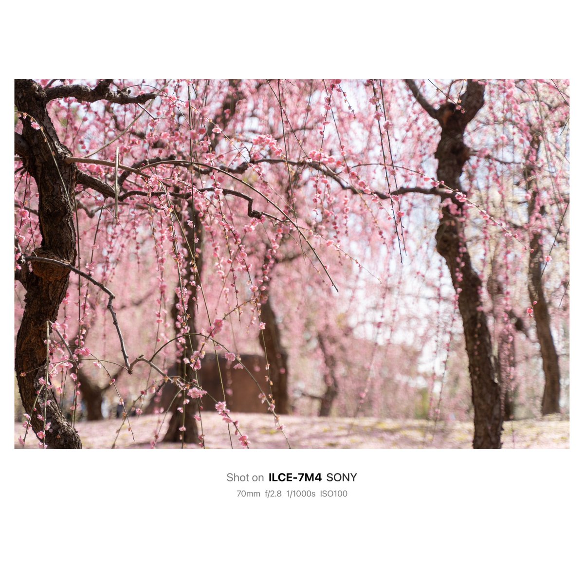 城南宮のしだれ梅と椿まつり📸
人が多すぎたけど、めちゃくちゃ綺麗でした🌸