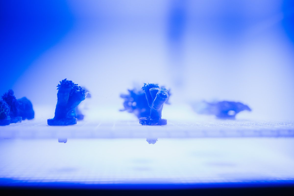 More than just an NFT
#LFGrow 🐢🪸