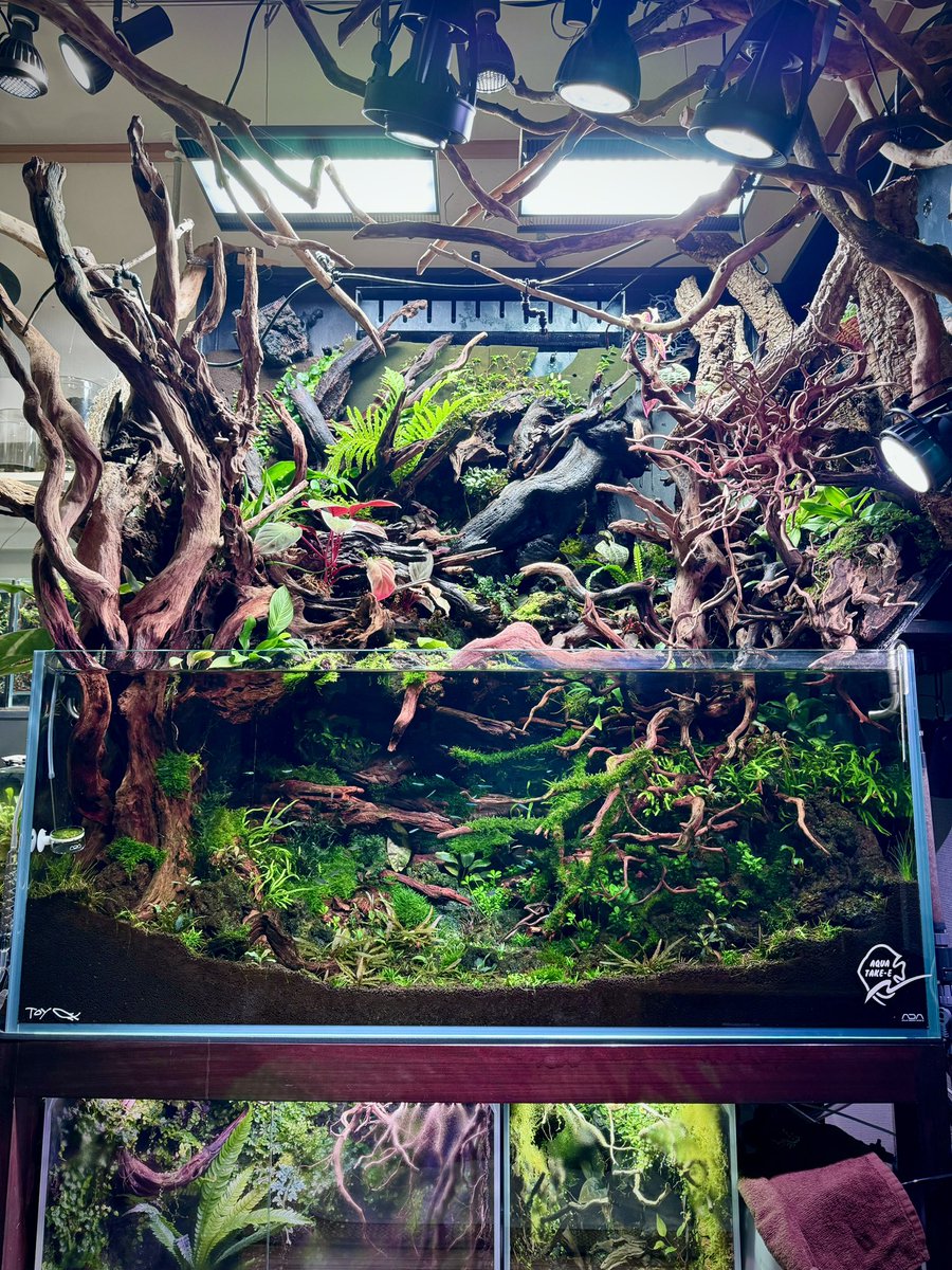 流木変態 (@ryutashealing) / Posts / X