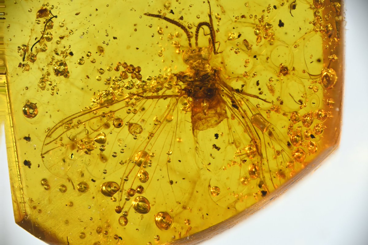 Corentin Jouault (@jouaultcorentin) on Twitter photo Our new paper, with Michael S. Engel, is out in Palaeoentomology 🎉
📷 A new species of dustywings (Neuroptera: Coniopterygidae) from mid-Cretaceous Kachin amber 📷
researchgate.net/publication/37…
<a href="/ISYEBsp/">ISYEBsp</a> @ISYEB_UMR <a href="/OSURennes/">OSUR-Observatoire des Sciences de l'Univers Rennes</a> <a href="/GeosciencesR/">Géosciences Rennes</a> <a href="/isemevol/">isem</a> Our new paper, with Michael S. Engel, is out in Palaeoentomology 🎉
📷 A new species of dustywings (Neuroptera: Coniopterygidae) from mid-Cretaceous Kachin amber 📷
researchgate.net/publication/37…
<a href="/ISYEBsp/">ISYEBsp</a> @ISYEB_UMR <a href="/OSURennes/">OSUR-Observatoire des Sciences de l'Univers Rennes</a> <a href="/GeosciencesR/">Géosciences Rennes</a> <a href="/isemevol/">isem</a>