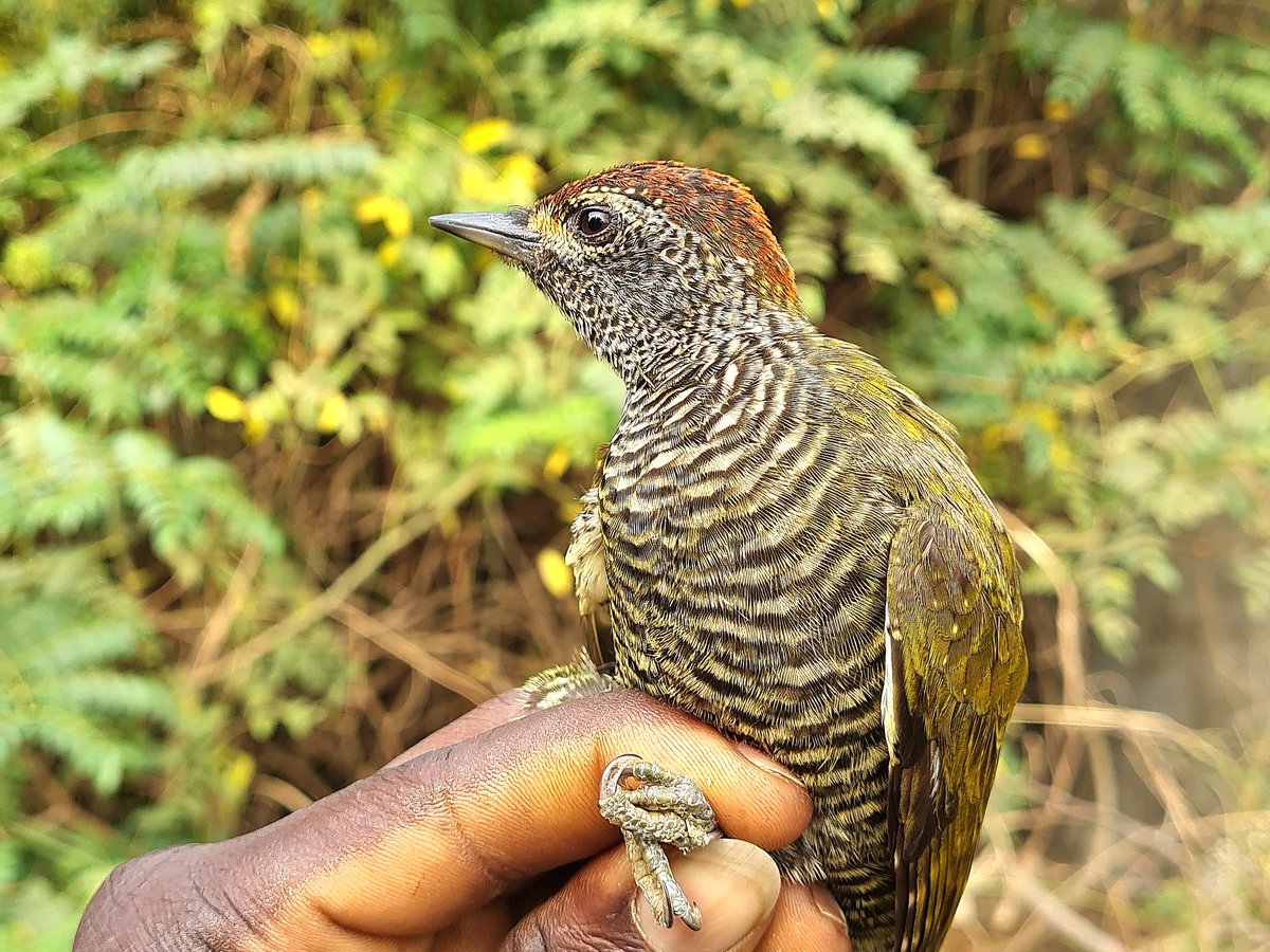 Little Green Woodpecker,  Campethera maculosa. An adult male caught and ringed this morning at @kartongbirdobs. The 3rd record for The Gambia. The first record for Kartong Bird Observatory.