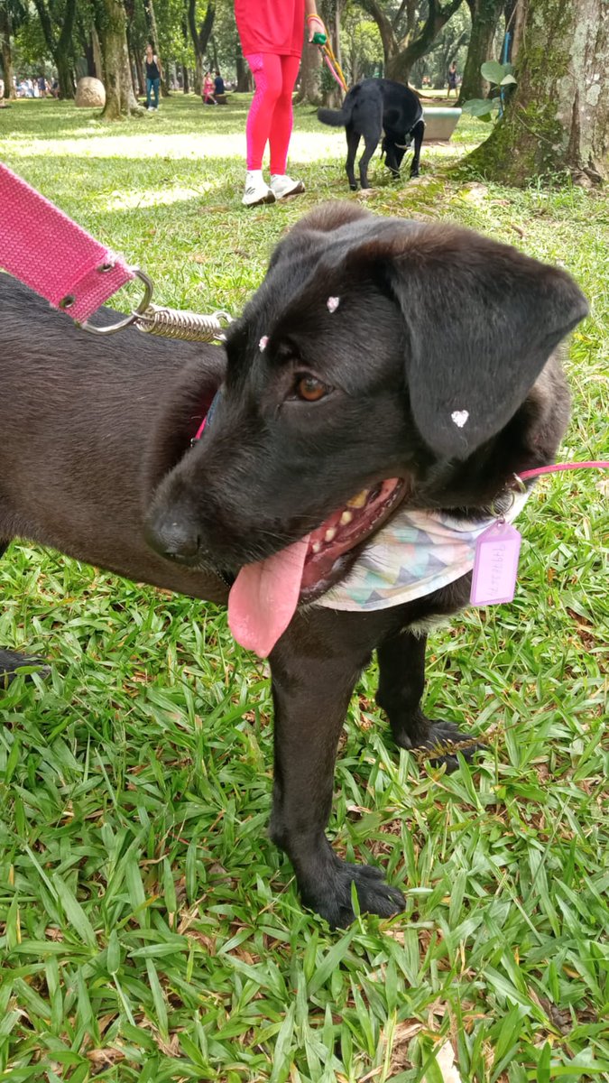 No domingo, Naná participou de uma feirinha de adoção no Ibirapuera, mas não levou o coração de ngm. Com olhar longe, ela tenta entender, pq os amiguinhos estão saindo com novas pessoas e ela não 😔. 11 meses, castrada, vacinada e vermifugada, se dá bem com 🐕 e 🐱, está em SP!