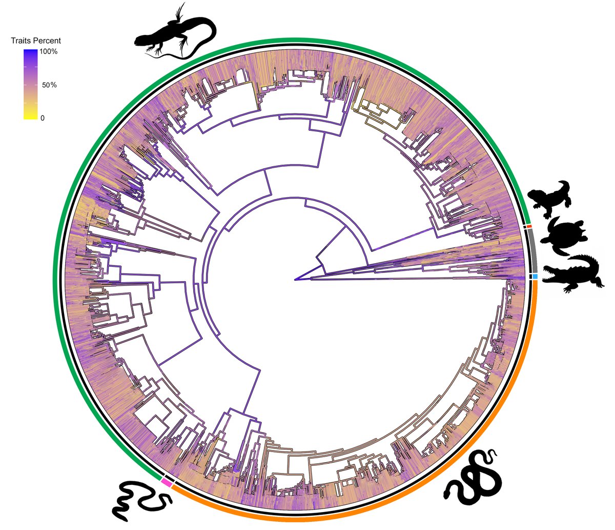 I would like to share our paper on 'ReptTraits: a comprehensive dataset of ecological traits in reptiles' that was published today in @ScientificData More details can be found at: nature.com/articles/s4159… #ScientificData #reptiles #Traits #OpenAccess #Science #Database