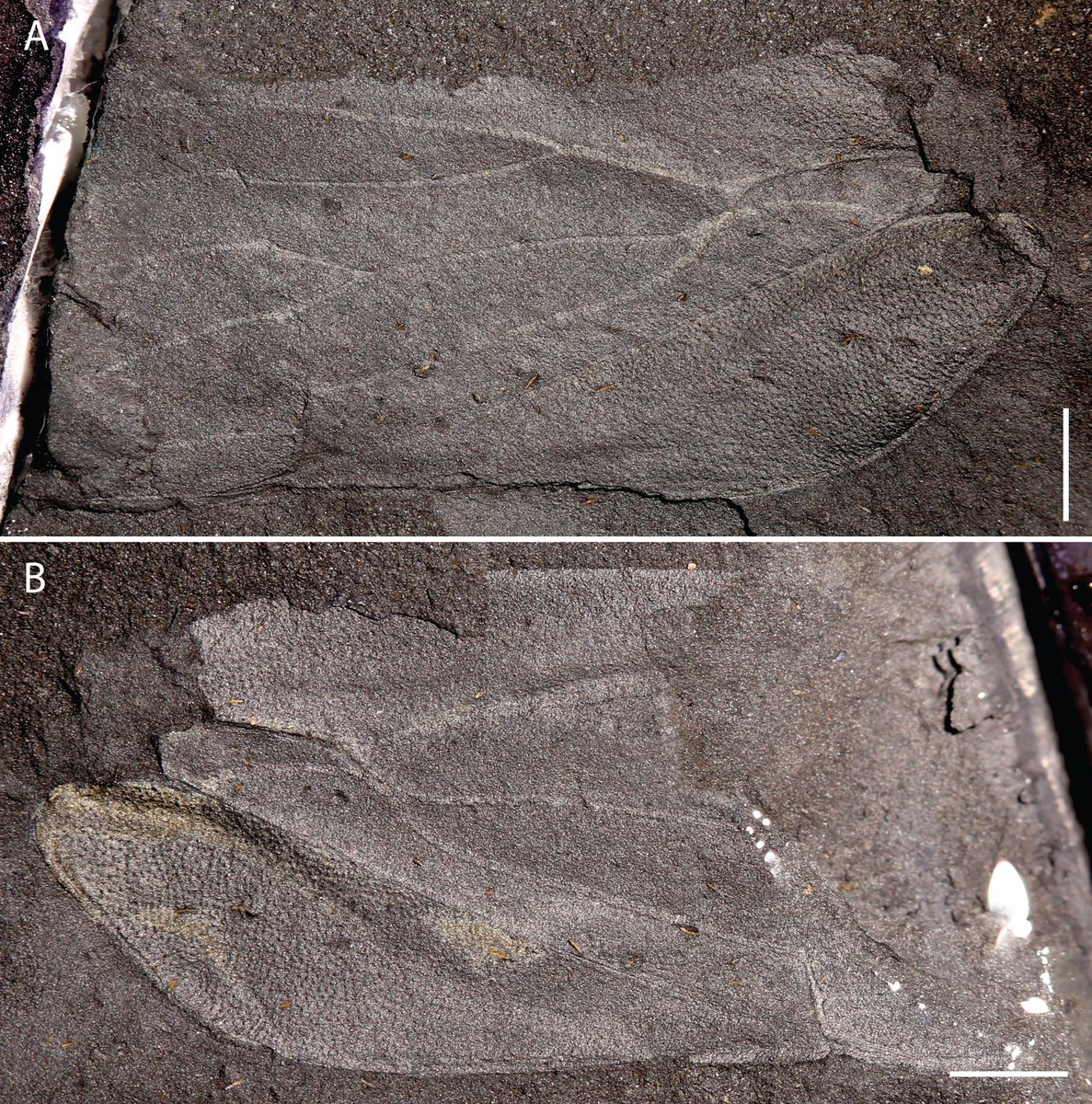 Corentin Jouault (@jouaultcorentin) on Twitter photo In collaboration with Korean colleagues, we also described "A new Triassic Tettigarctidae (Insecta, Hemiptera) from the Amisan Formation (Republic of Korea)"🎆
researchgate.net/publication/37…
<a href="/ISYEBsp/">ISYEBsp</a> @ISYEB_UMR <a href="/OSURennes/">OSUR-Observatoire des Sciences de l'Univers Rennes</a> <a href="/GeosciencesR/">Géosciences Rennes</a> <a href="/isemevol/">isem</a> In collaboration with Korean colleagues, we also described "A new Triassic Tettigarctidae (Insecta, Hemiptera) from the Amisan Formation (Republic of Korea)"🎆
researchgate.net/publication/37…
<a href="/ISYEBsp/">ISYEBsp</a> @ISYEB_UMR <a href="/OSURennes/">OSUR-Observatoire des Sciences de l'Univers Rennes</a> <a href="/GeosciencesR/">Géosciences Rennes</a> <a href="/isemevol/">isem</a>