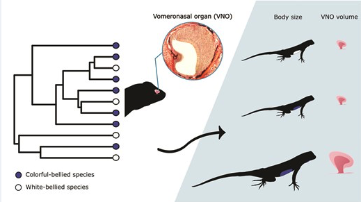 Journal of Evolutionary Biology (@jevbio) on Twitter photo Spiny lizards that have evolutionarily lost a colorful sexual signal do not have larger vomeronasal organs (VNOs) than species that have retained the signal. Instead, larger species tend to have larger VNOs!
<a href="/aerudaitius/">Anastassia</a> <a href="/neurostephtide/">Stephanie M Campos</a> <a href="/RomerodiazC/">Cristina Romero-Diaz</a>
ow.ly/I2Sz50QG7bC Spiny lizards that have evolutionarily lost a colorful sexual signal do not have larger vomeronasal organs (VNOs) than species that have retained the signal. Instead, larger species tend to have larger VNOs!
<a href="/aerudaitius/">Anastassia</a> <a href="/neurostephtide/">Stephanie M Campos</a> <a href="/RomerodiazC/">Cristina Romero-Diaz</a>
ow.ly/I2Sz50QG7bC