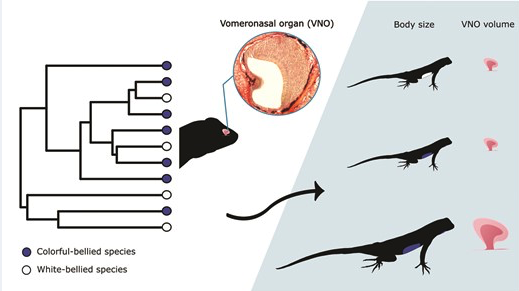 Spiny lizards that have evolutionarily lost a colorful sexual signal do not have larger vomeronasal organs (VNOs) than species that have retained the signal. Instead, larger species tend to have larger VNOs! @aerudaitius @neurostephtide @RomerodiazC ow.ly/I2Sz50QG7bC