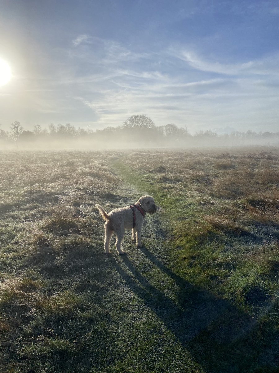Magical early morning dog walk this weekend. If you are actively looking to prioritise your self-care this year, then check out our 2024 multi-professional #supervision training programme via intandem.co.uk/courses/ or email info@intandem.co.uk for more information @WeAHPs