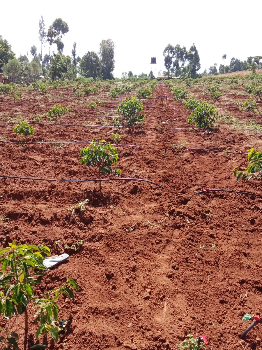 Farmers Knowledge Zone:
Factors to consider when choosing drip buttons;
1. Choose drip buttons with a flow rate suitable for your crops.
2. Determine the spacing between drip buttons based on your crops and water needs.
3. Invest in quality button drippers to ensure durability