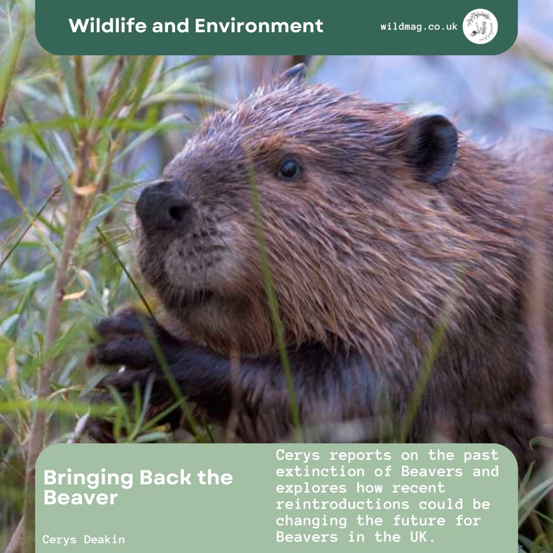 Cerys reports on the past extinction of Beavers and explores how recent reintroductions could be changing the future for Beavers in the UK. 🦫

🌿 Read more here: wildmag.co.uk

#wildmagUK #conservation #environment #wildlife #Beavers