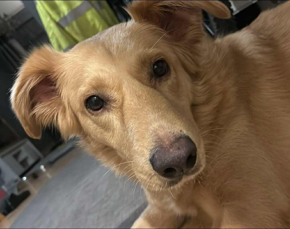 rescuedoggypaws's tweet photo. URGENT FOSTER OR ADOPTION - Tia now only has a week to find a new home and is currently in a foster placement that has to end in #Yorkshire 
Tia is around 20 kg and is a saluki x golden retriever, approximately 3 yrs old spayed, she walks well on an extendable lead  #York #Leeds https://t.co/L8Z5xotAsx
