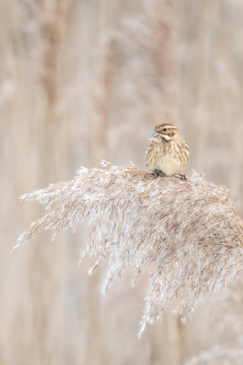 Reed Bunting / Hobson's Park

@CambsBirdClub #reedbunting #hobsonsbirdpark #cambridgebirds
