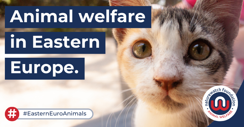 Naturewatch_org's tweet photo. Our campaigns are varied, but we have one goal – to prevent animal abuse before it starts, in the UK &amp; around the world.

Join us as we:
✍️ Campaign &amp; lobby
🔎 Investigate &amp; report
🤝 Support
📚 Educate
📢 Raise awareness

Sign up: https://t.co/YmK8TQ5qro

#AdvancingAnimalWelfare