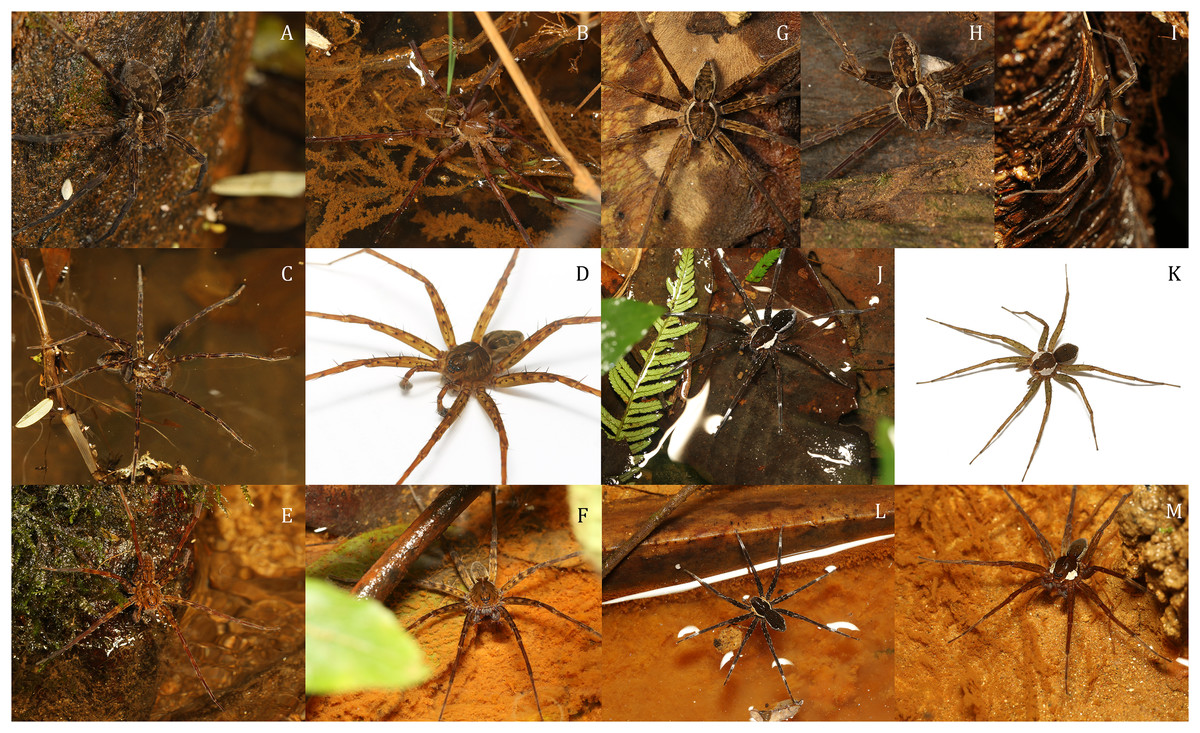 New publication of PhD student @Selenopidae! New species of Dolomedes from Madagascar increase the species count from 1 to 5 (400%)! :) peerj.com/articles/16781…