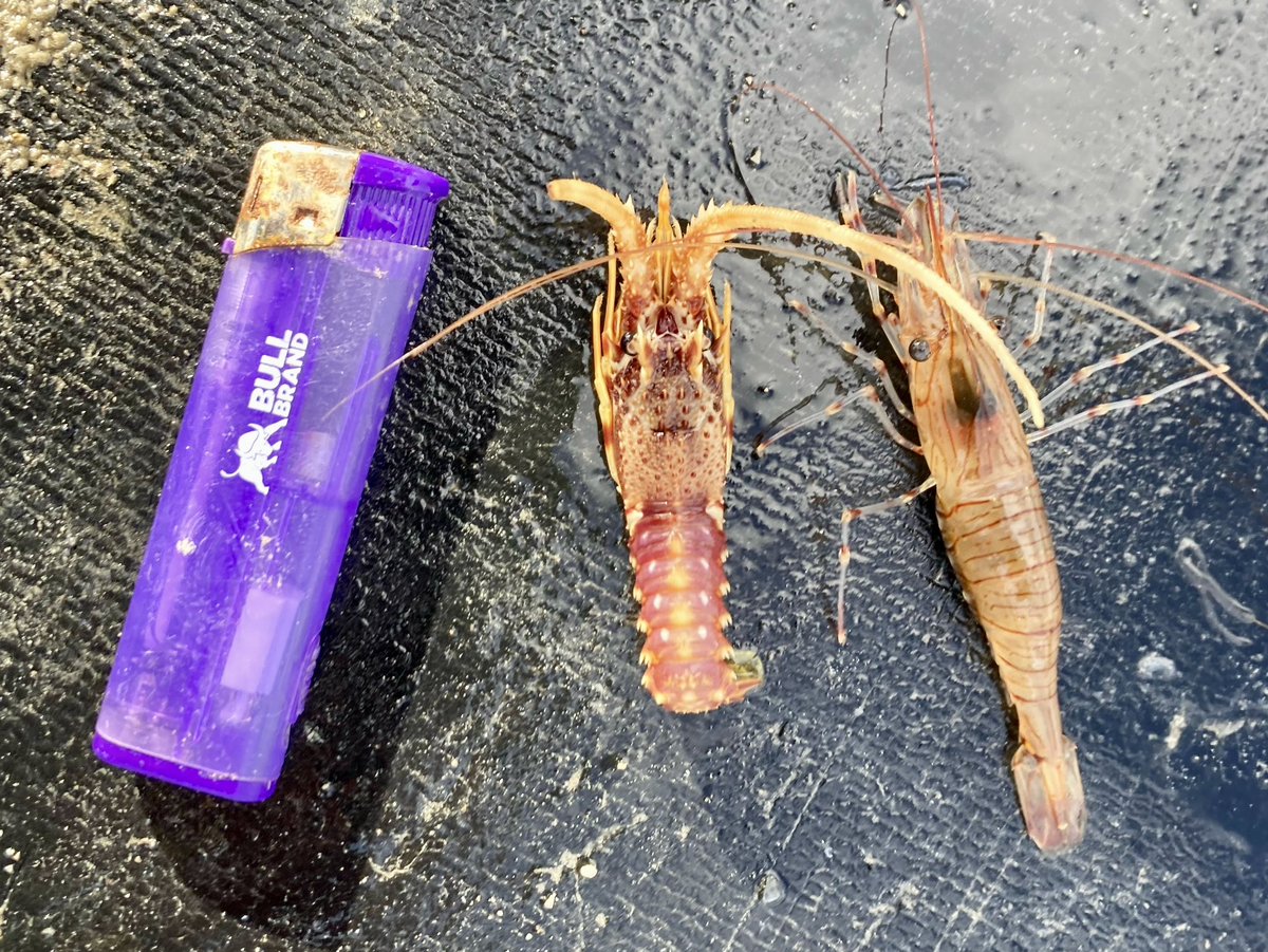 Beautiful juvenile #crawfish caught (&amp; returned) in Fal Bay by pot fisher Ned Bailey; smallest I’ve seen. Great to see there is still some recruitment occurring here, but many fishers feel let down by policymakers lack of precautionary approach to limit new effort into fishery.