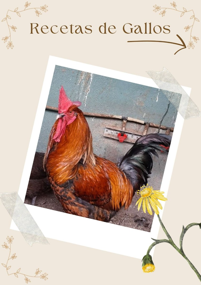 IsonorteE's tweet photo. Pregunta por nuestros gallos canarios🐓

☎ 922 43 06 79 https://t.co/US1mEETL95