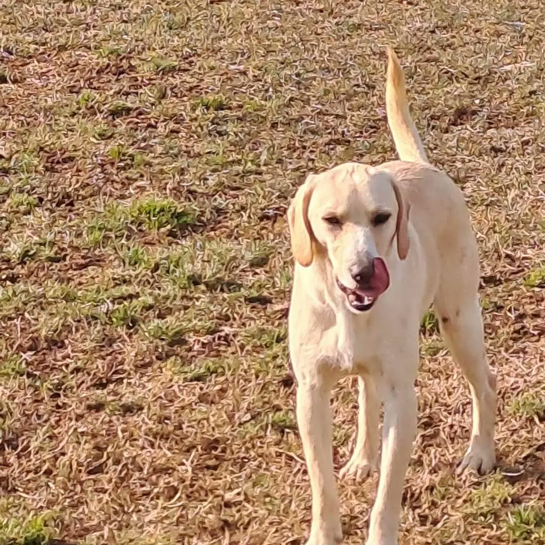 Associazione Una Luce Fuori Dal Lager 🏡🐾🐕 Rifugio ad Uboldo va BALU',cucciolo ,segugio ,delicato ,dolce ,socievole con tutti i cani ,taglia medio contenuta ,sano . Info : 3339521373- 3381658329 Mail : canilisaronno@gmail.com Mandare messaggio di presentazione su WhatsApp