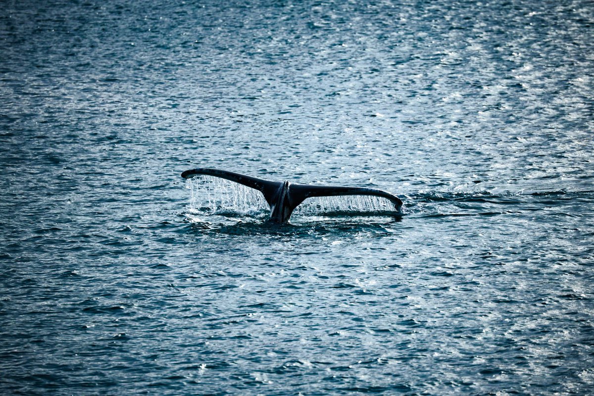 Simplicity is watching graceful humpback whales doing their thing … 🐋🇮🇸