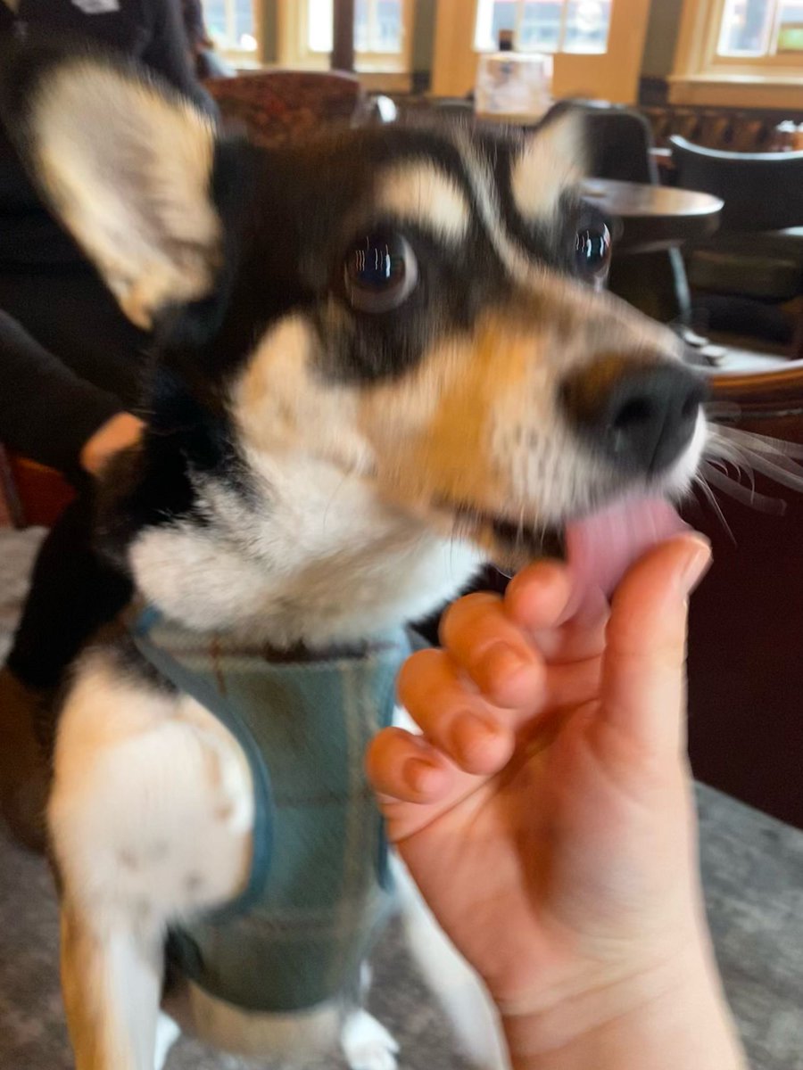 TheAlexSW19's tweet image. Doggy corner time 🐶
This is Narla, she's a rescue from Romania, she's full of energy and love but she's still learning English so she might think you're talking gobbledygook 🤩 16/10 for cuteness 🫶

#doggycorner #weratedogs #puppylove #wimbledondogs #youngspubs #londonpubs