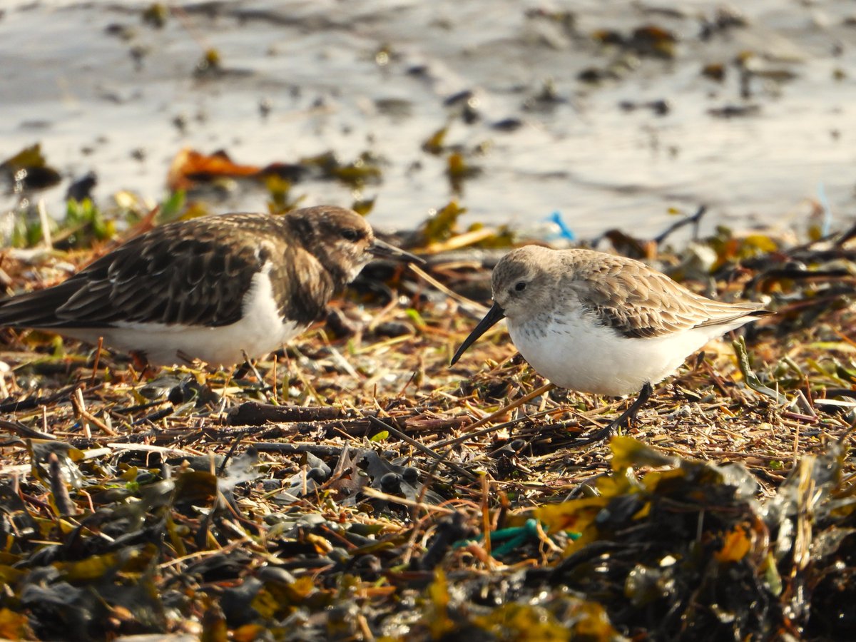 fellsman60's tweet photo. Turnstone and Dunlin , Golden Plover and flock of Brent Geese Nr Rampside https://t.co/ksH2y7cM0B