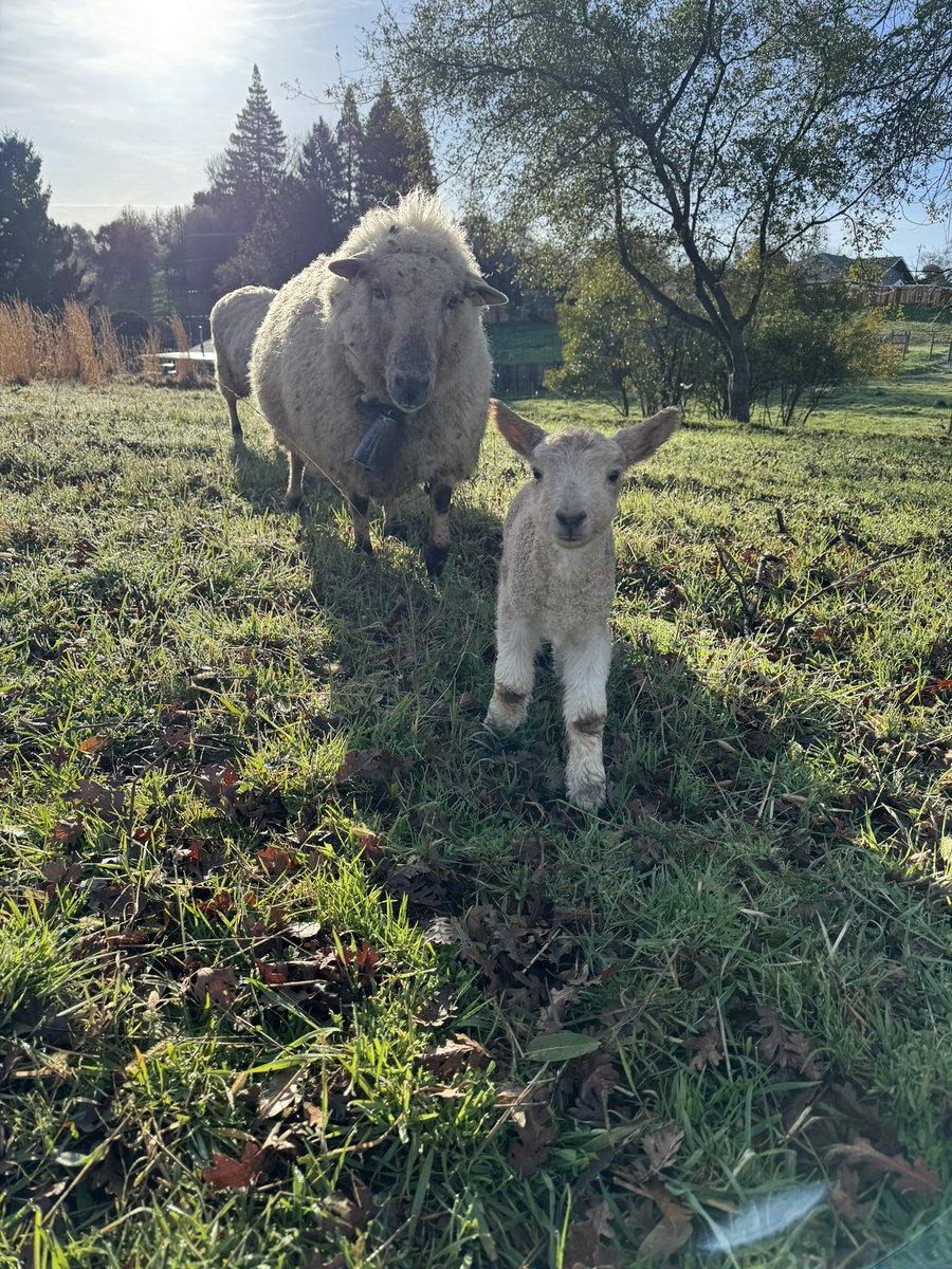 Nice to meet ya! #lambing2024 #sheep365