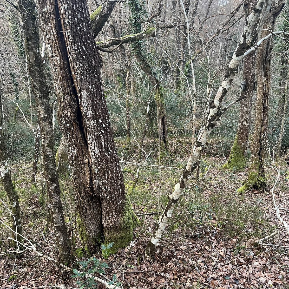 Here’s a thing - what caused the splits in these trees at Yarner Wood NNR here on Dartmoor?

The answer is quite surprising.  

Find out on the one day course @LisaSchneidau and me are running 

tickettailor.com/events/lisasch…