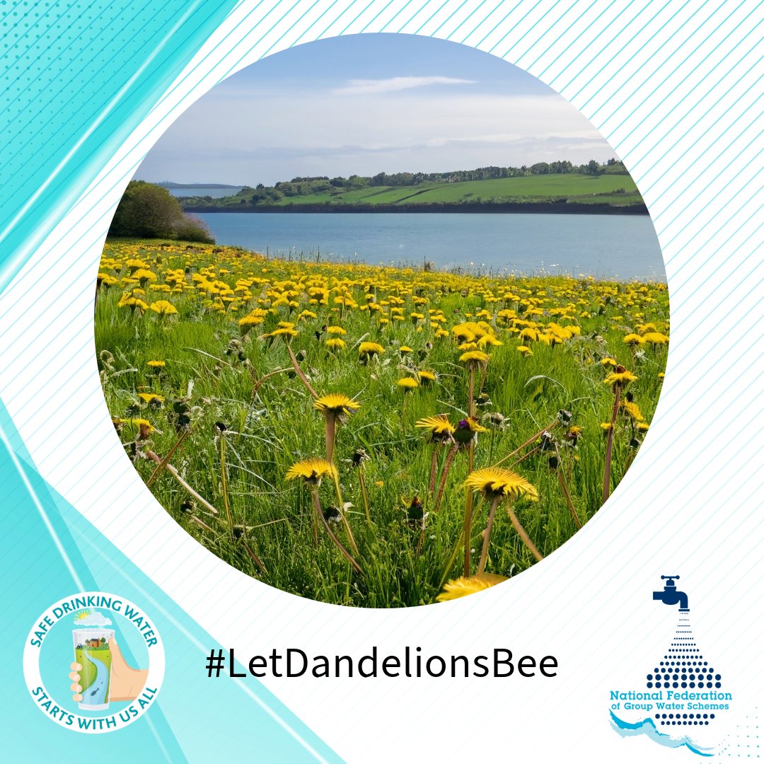 April is #LetDandelionsBee month for the @PollinatorPlan. Dandelions are the number one favourite food for Ireland's wild bees. Pesticides not only rob our pollinators of vital food, they can also contaminate drinking water sources. Sit back and enjoy a colourful April!