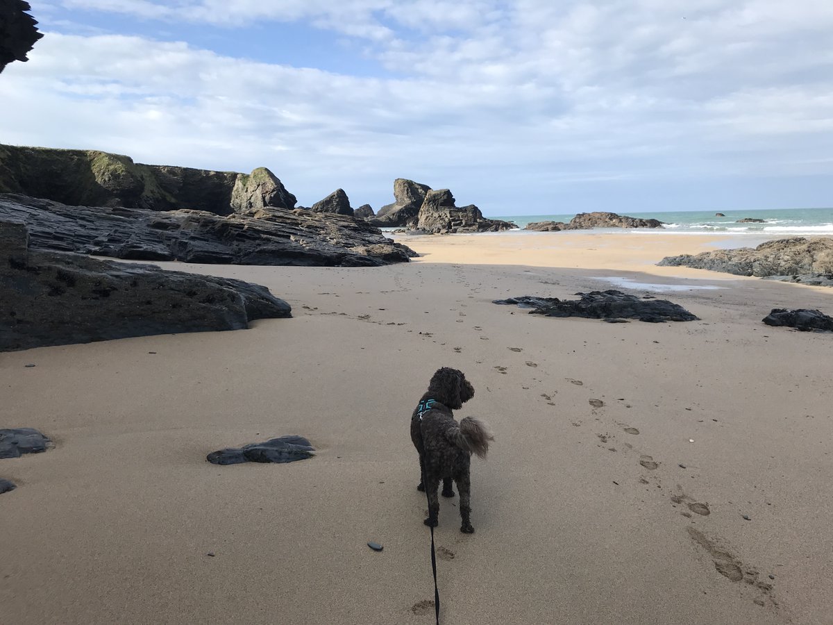 Archie__Doodle's tweet photo. #tuesdayvibe Not shattered nerves but shattered legs!! Two beaches and one cliff walk today. #Archie running wild on #PorthcothanBeach
#holiday #Cornwalll #NorthCornwall @ILoveCornwallUK #Xdogs #dogsofX #dogsoftwitter #DogTwitter #dogs #onthebeach #pets # https://t.co/VuvLUiBi0F