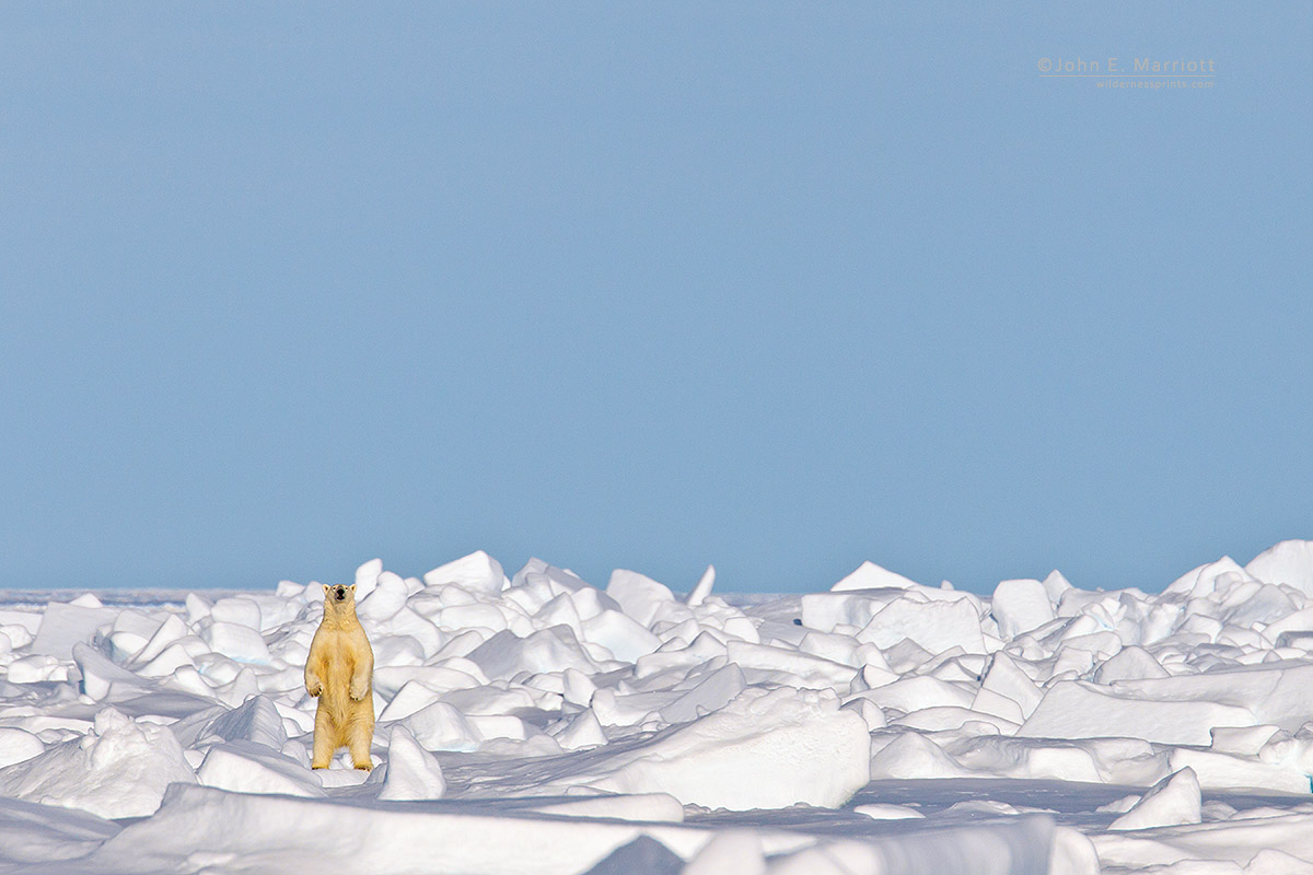 JohnEMarriott's tweet photo. Happy International Polar Bear Day! Enjoy! https://t.co/Lok48u19Th