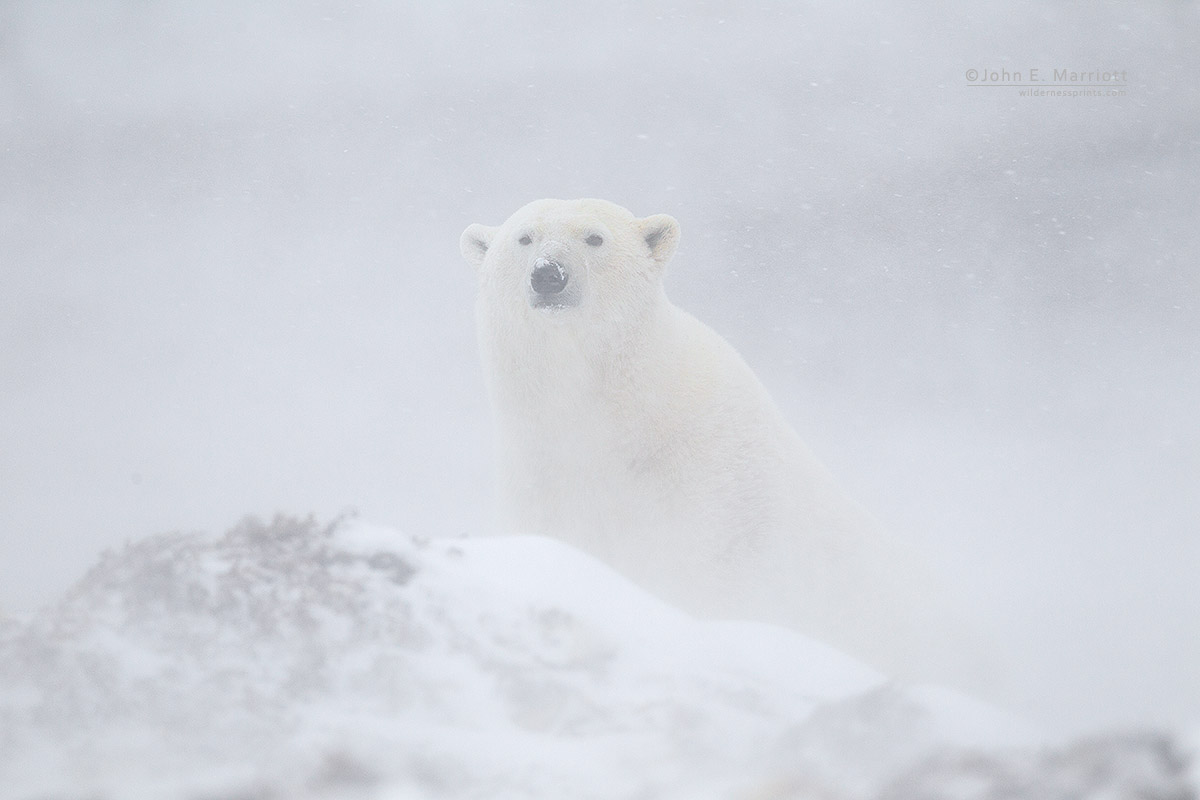 JohnEMarriott's tweet photo. Happy International Polar Bear Day! Enjoy! https://t.co/Lok48u19Th