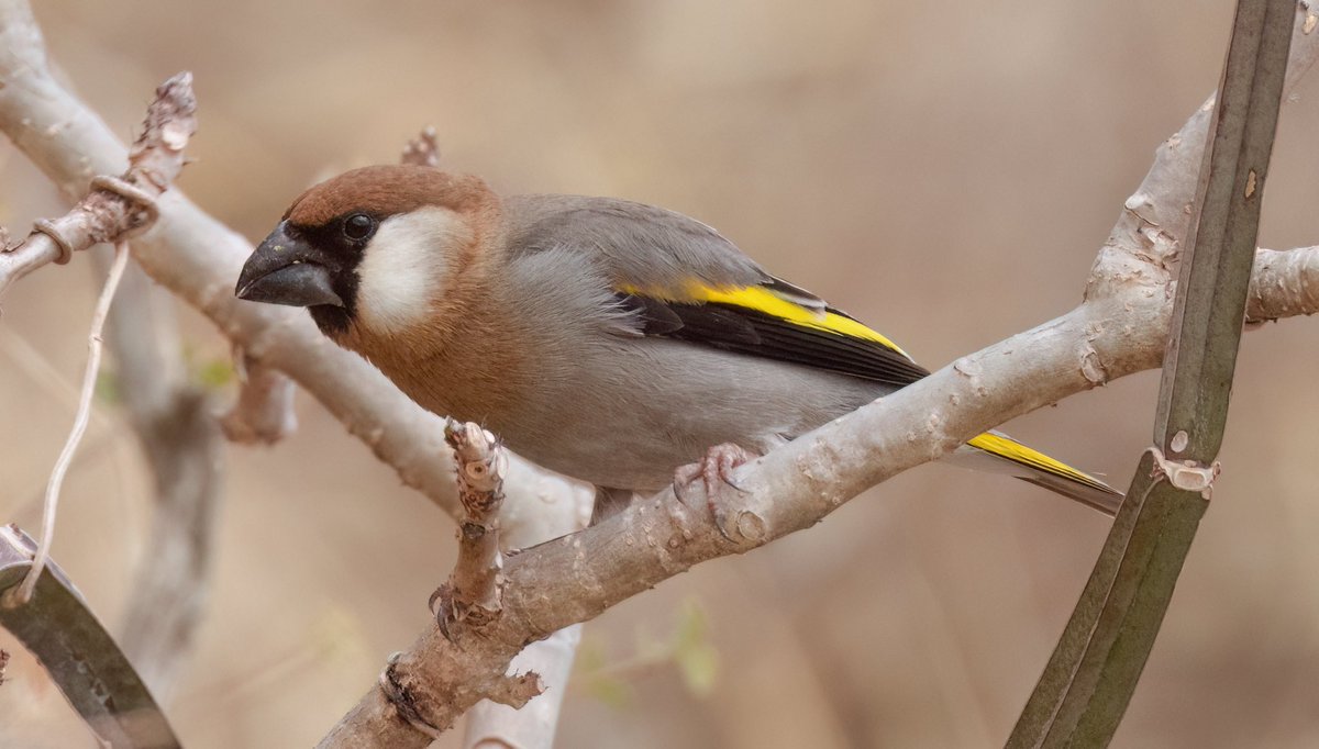 An excellent few days spent around the Salalah area of Oman - African Paradise Flycatcher, Bruce’s Green Pigeon and Golden-winged Grosbeak a few of many highlights!