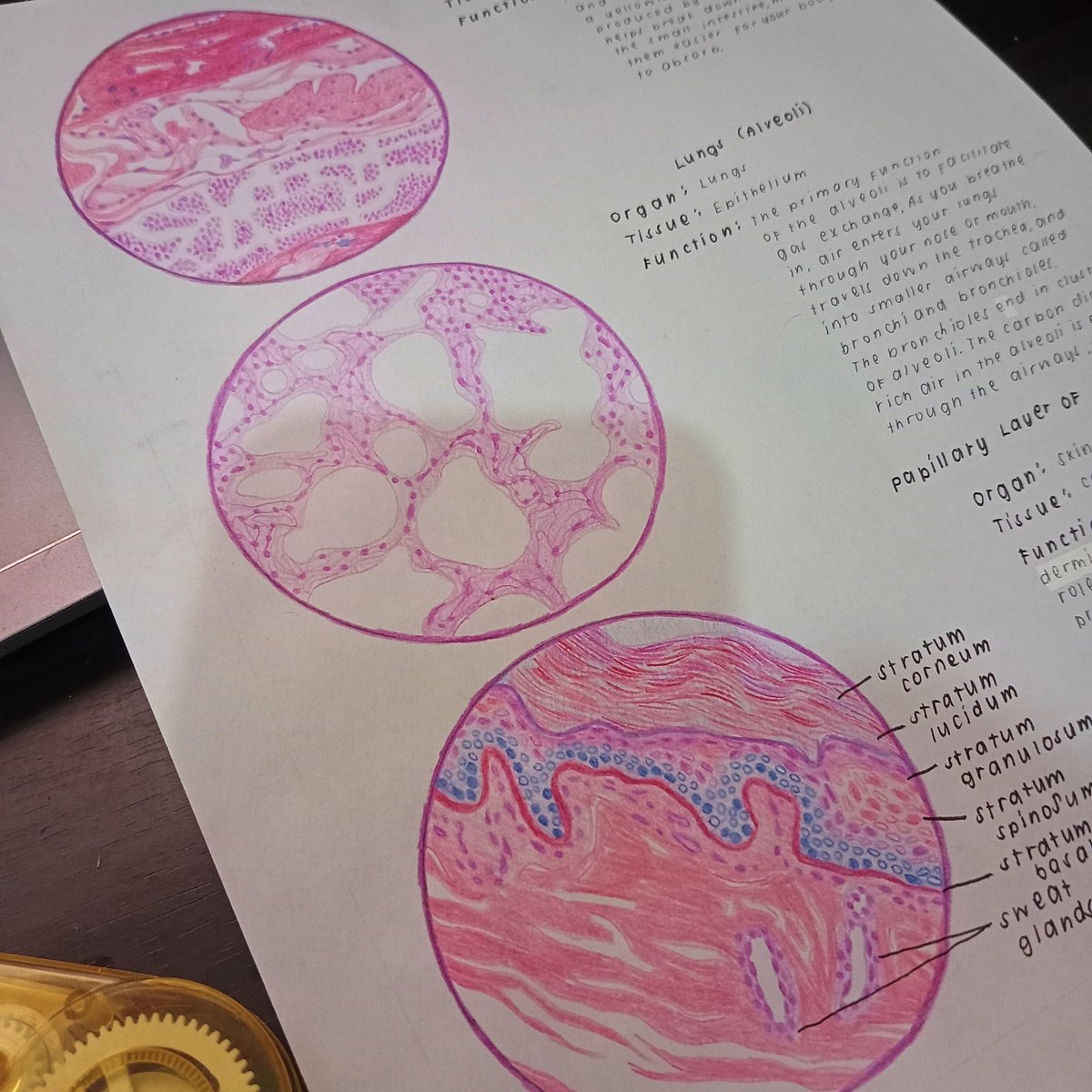study_with_mari's tweet photo. 1st week of midterms 🌷 https://t.co/1LlyvNDIMD