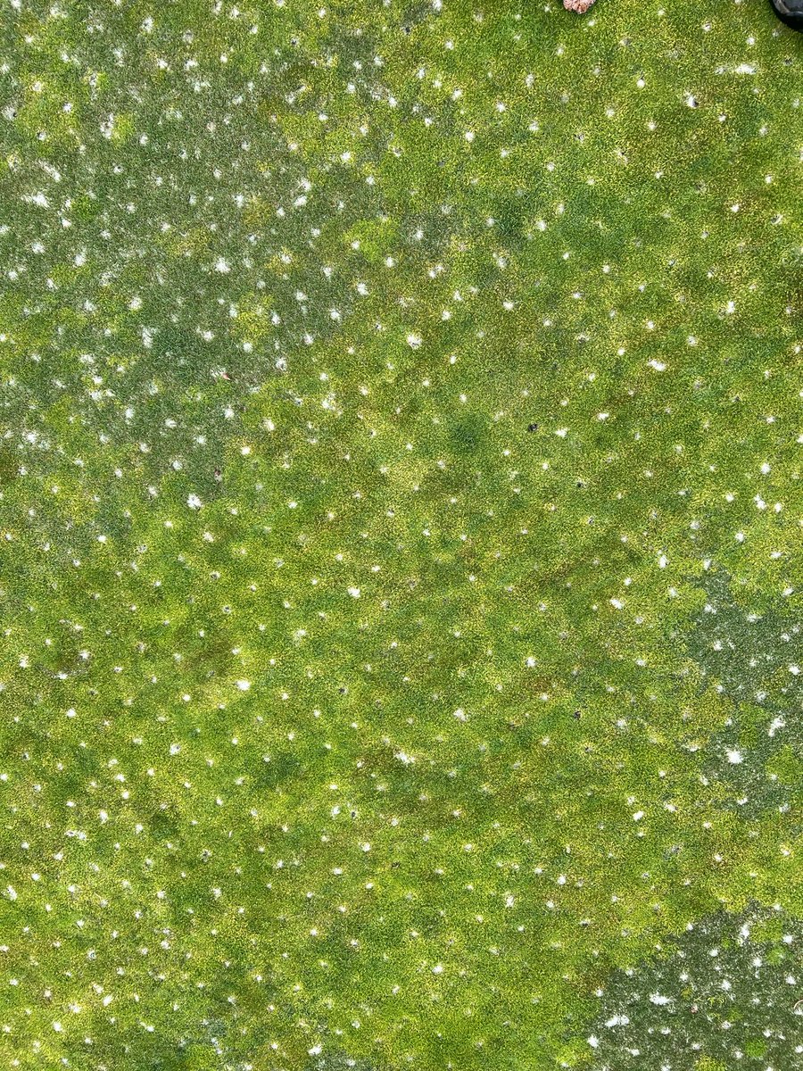 Jim Pavonetti, CGCS tweet media