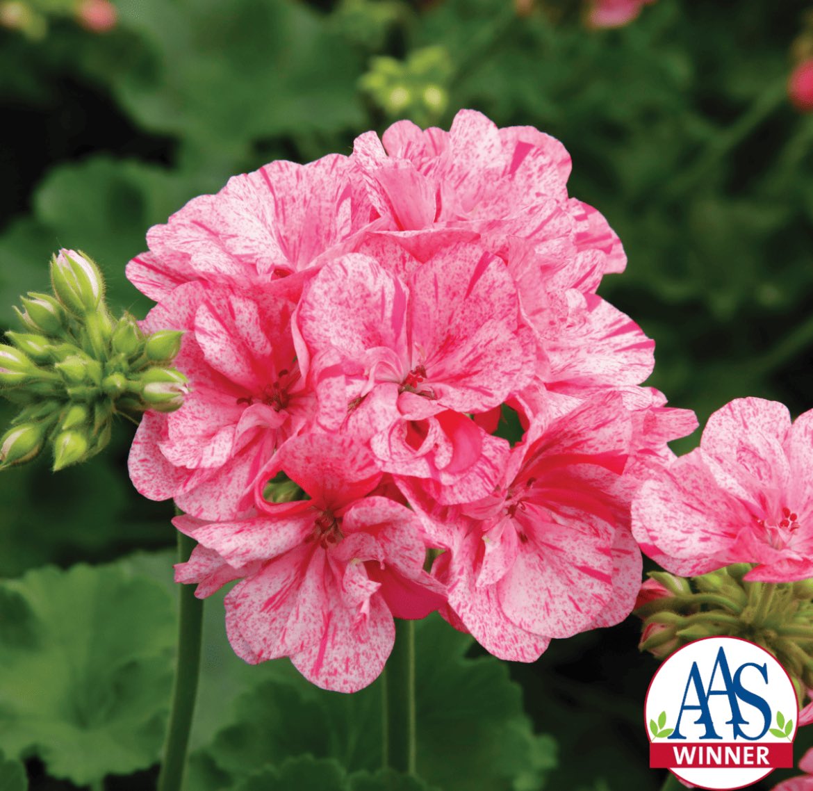 WDCGardener's tweet photo. New Geranium Big EEZE Pink Batik is the new plant spotlight in our February 2024 issue of Washington Gardener Magazine - see https://t.co/HdaKwU9sKD #gardening #GardeningX #GardeningTwitter #newplants #aaswinners https://t.co/G5Ps9g1uQp