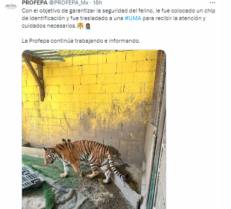 Profepa regala tigre a zoológico privado que no tiene permisos. La tigre fue decomisada en un operativo antidrogas en Monterrey. Profepa la entregó a un particular que no tiene permisos de UMA de Semarnat, ni de Parques y Vida Silvestre de Nuevo León.