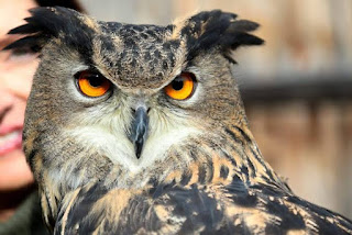 featurearticles's tweet image. Beloved NYC owl Flaco’s official cause of death revealed… Read More: wee.so/6cwcv

#ParisFashionWeekFall2024 #TexasState #THEBOYISMINE #X&amp;amp;Y #RHONY #TheCIA #CLOSETHEBORDER #ArianaGrande #RyanPoles #Gen5 #TheChallengeAllStars4 #SpeakerJohnson #nonna