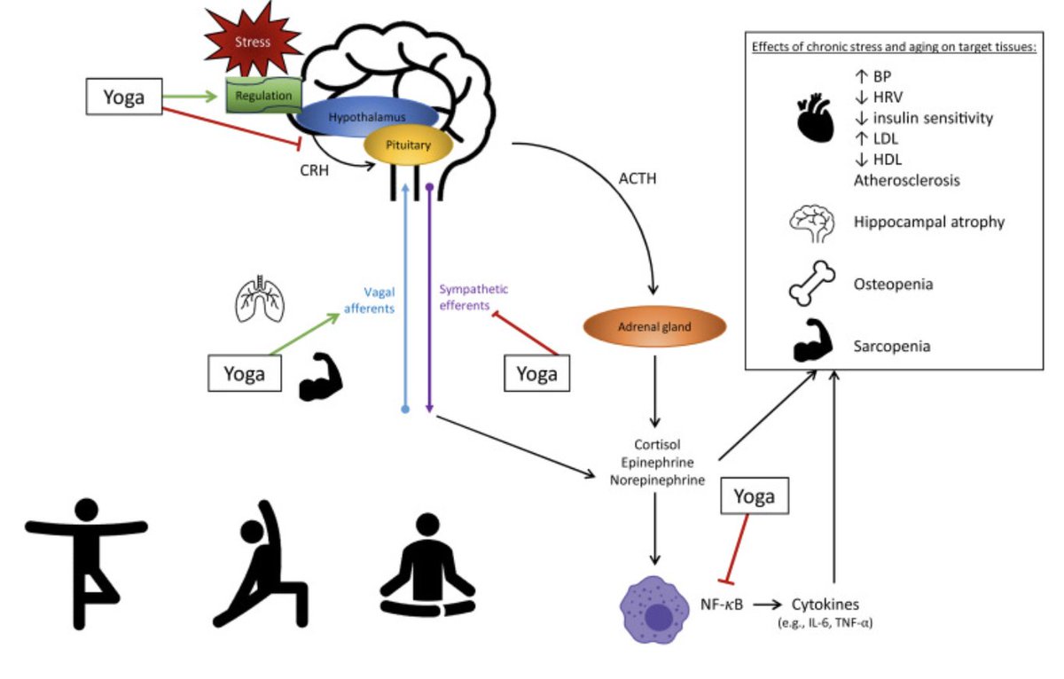 DrSianAllen's tweet photo. Yoga for longevity 👇

Proposed mechanisms of action:

🔹 Breathing &amp; physical poses increase parasympathetic activity &amp; down-regulate sympathetic activity.

🔹 Practising cognitive control reduces HPA activity (⬇️ stress hormones &amp; ⬇️ inflammation) https://t.co/ttae99cAgC
