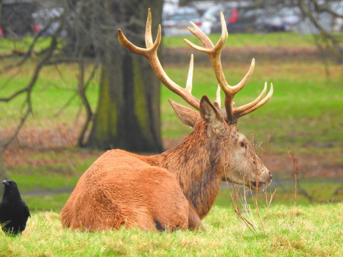 LylahPike's tweet photo. wollaton shots https://t.co/fSQcb376IB