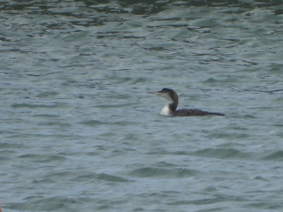 3+ slav grebe back of portland harbour (1 hanging out with a GCG) 3+BNGrebe (maybe 5) 3+ GNDiver, probably 5x cmn scoter (at least 3, 3+2?). 3x GNDiver portland castle