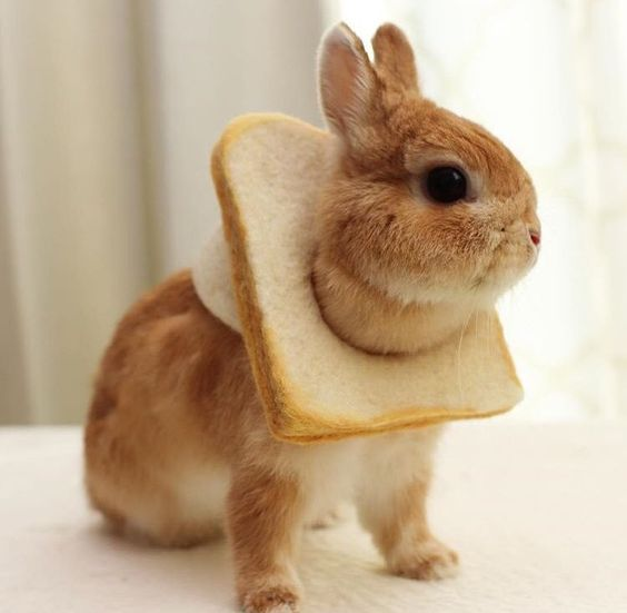 Bunnies (@rabbiteveryhour) on Twitter photo 