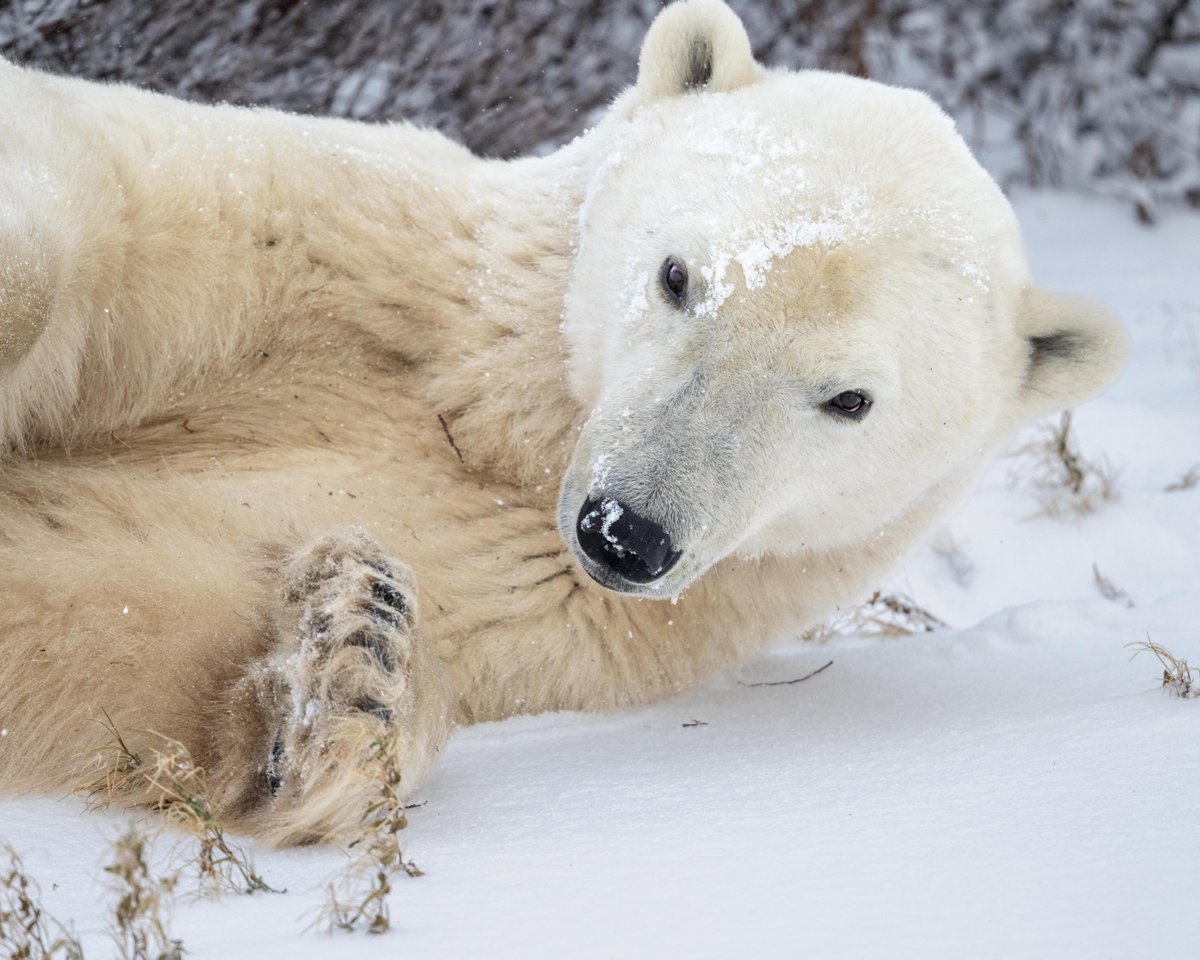 Today, we celebrate International #PolarBearDay. For over 15 years, we’ve been a proud partner of @PolarBears. With your help we have raised more than 6 million dollars to support their work in protecting polar bears. Learn how you can get involved: bit.ly/PBIDay24