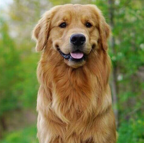 goldcompa's tweet photo. TESTIMONIALS
and she is 1 year and 3 months old and happy and healthy as can be. As a biologist, I had a lot of questions regarding the breeding and the health certifications of the parents and the puppies. All of my expectations were met. - Rachel T https://t.co/LkWtGlLpVU