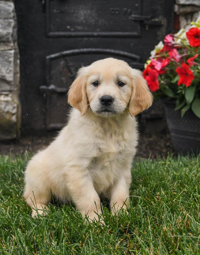 goldcompa's tweet photo. TESTIMONIALS
Love, love, love this company! Breeder was so nice and very honest. She let me come and meet the parents before the pups were born. She sent weekly updates if my puppies growth and still asks about how she is doing. Highly recommend!
- Grace M https://t.co/MHRIahp9Kx