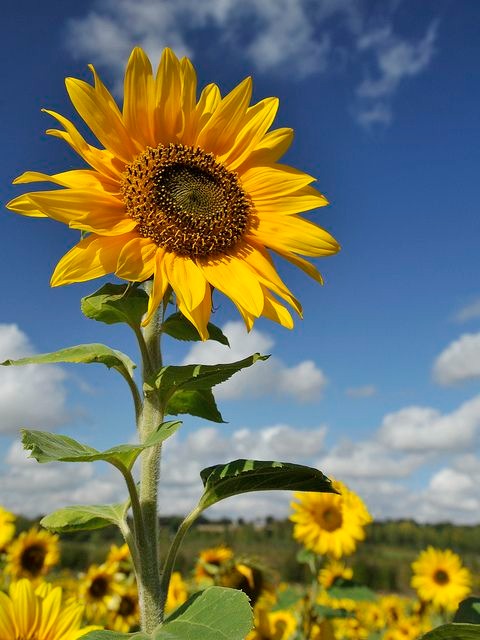SiceloSTEMLADY's tweet image. 🌿 Nature&apos;s numerical pattern! The Fibonacci sequence, found in sunflowers, pinecones, and even our own DNA, showcases the beauty of mathematics in the natural world. It&apos;s a mesmerizing spiral of numbers! #Mathematics #PatternsInNature#STEM#womeninscience