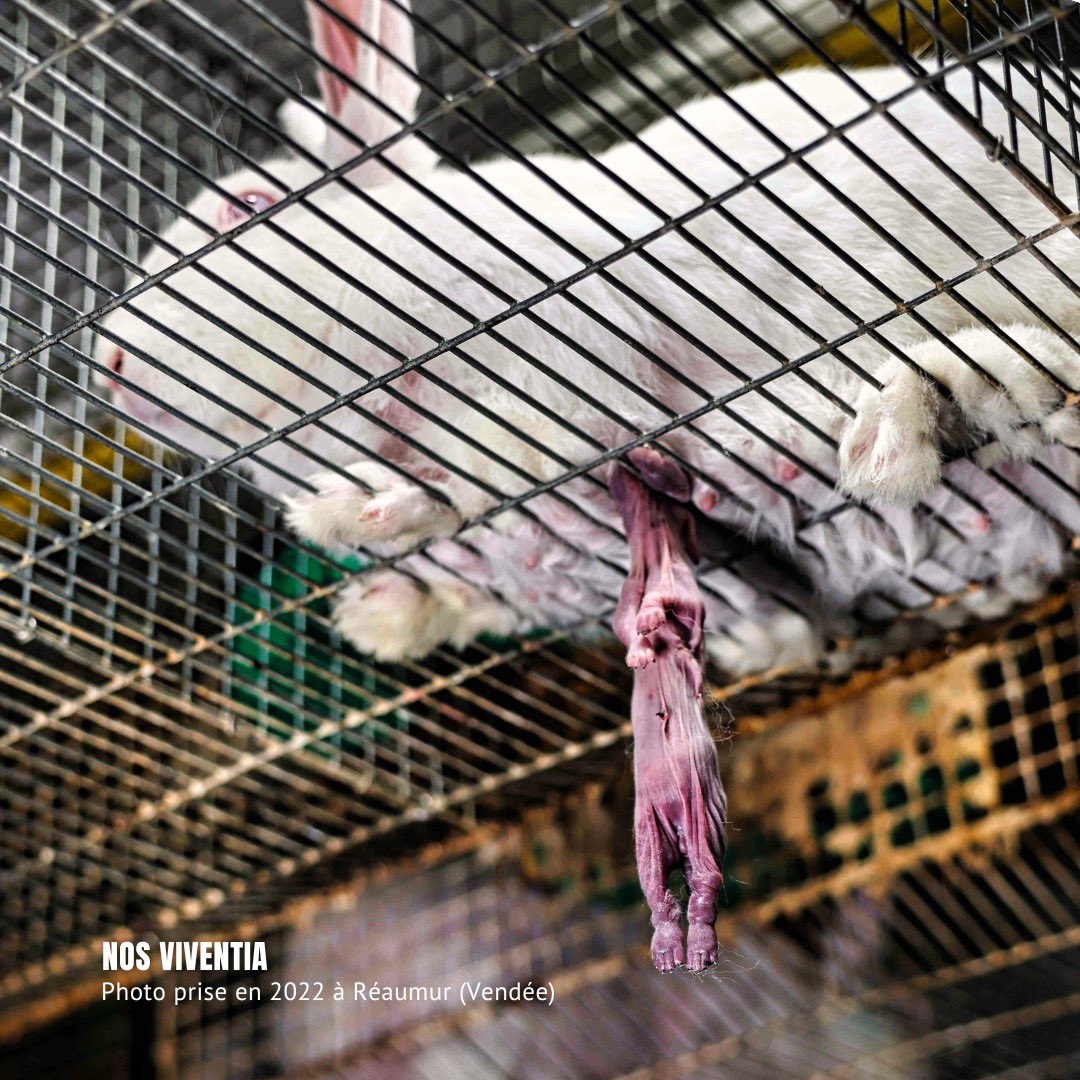 Apparemment nos photos ne sont pas exposées à côté des lapins mignons au #SIA2024 c’est dommage elles ont été prises dans une des principales coopératives de producteurs français (CPLB)

Heureusement la télé fait le job avec des reportages factuels sur l’élevage (non évidemment)